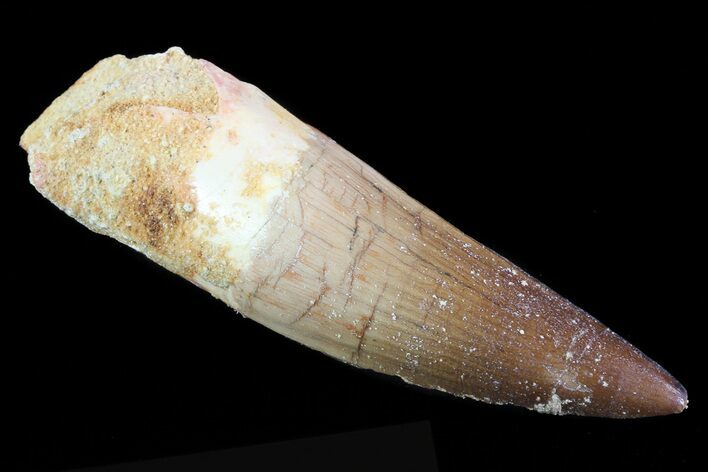 Spinosaurus Tooth - Almost No Tip Wear #70947